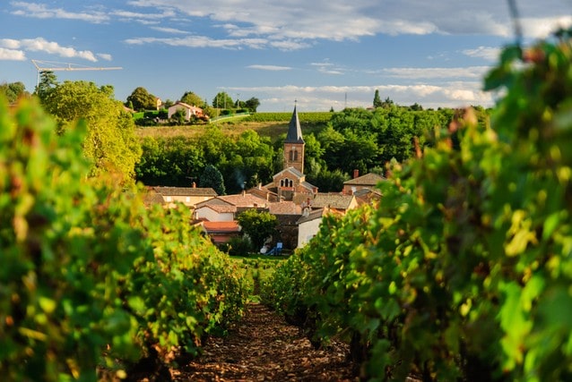 Francouzská vinice